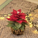 Craciunita nemuritoare din hartie