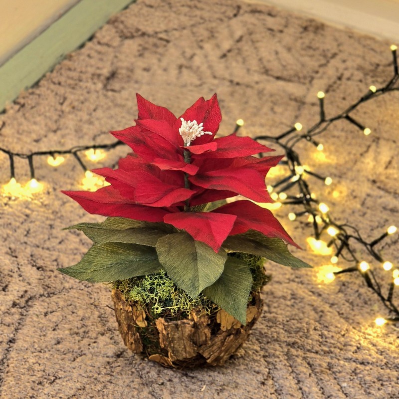 Craciunita nemuritoare din hartie