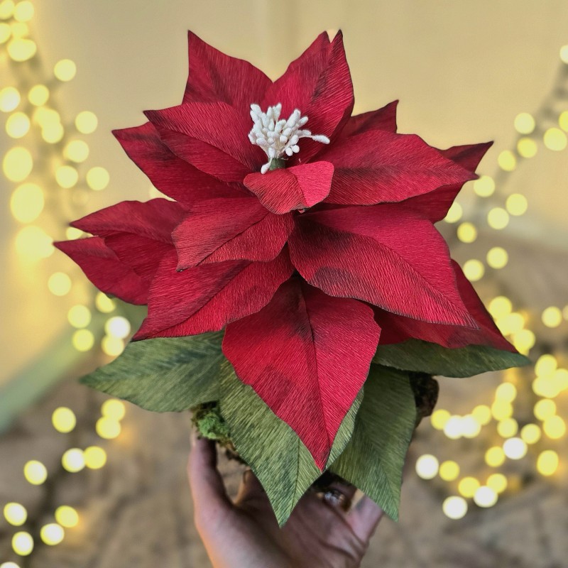 Craciunita nemuritoare din hartie