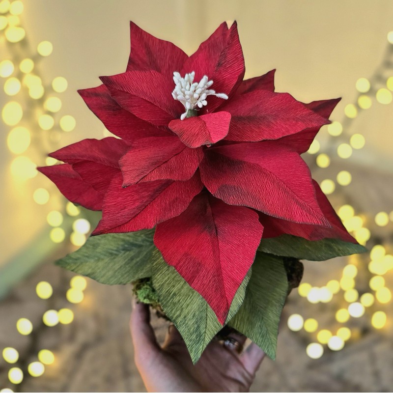 Craciunita nemuritoare din hartie Craciunita nemuritoare din hartie