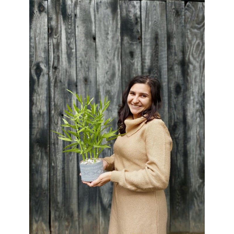 Bambus din hartie Bambus din hartie