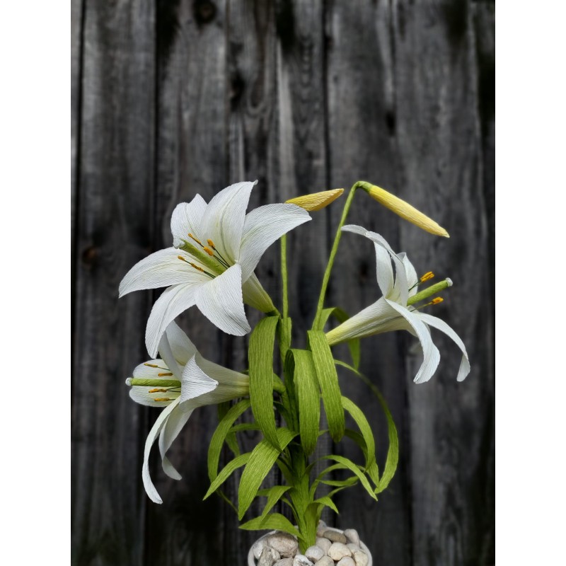 Crini in ghivei Crini in ghivei