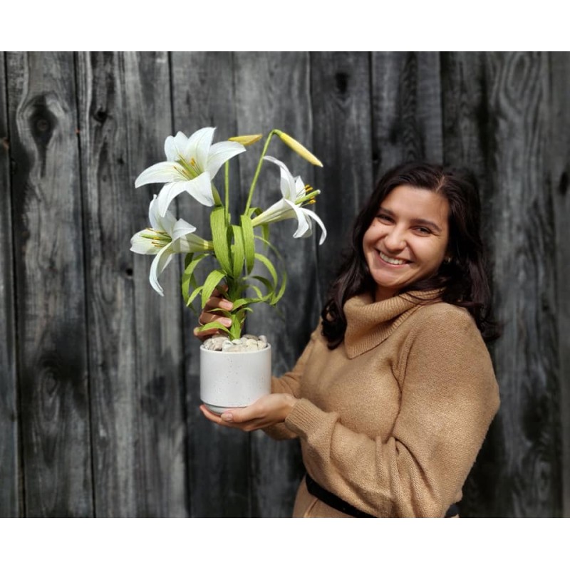 Crini in ghivei Crini in ghivei